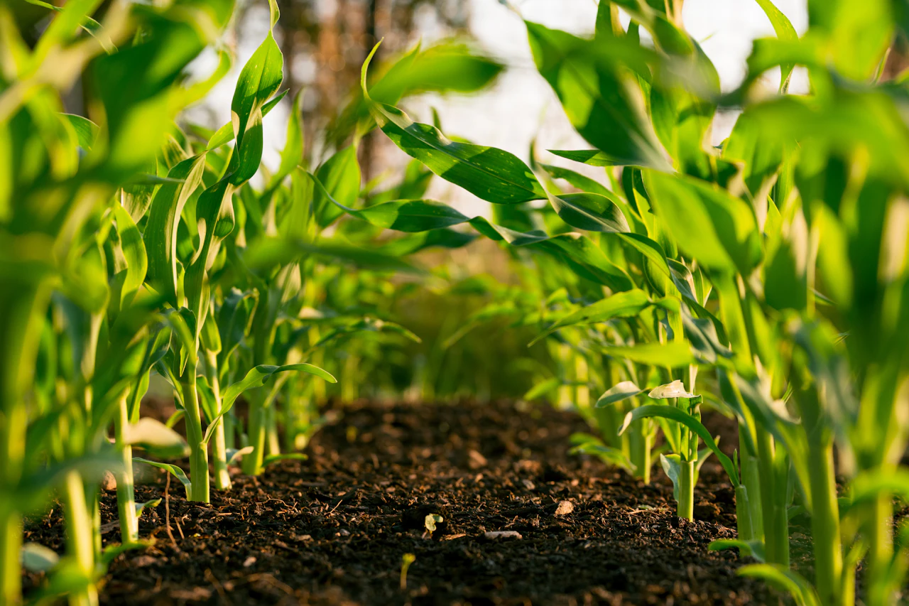 Ground report: Cauvery delta farming after rains